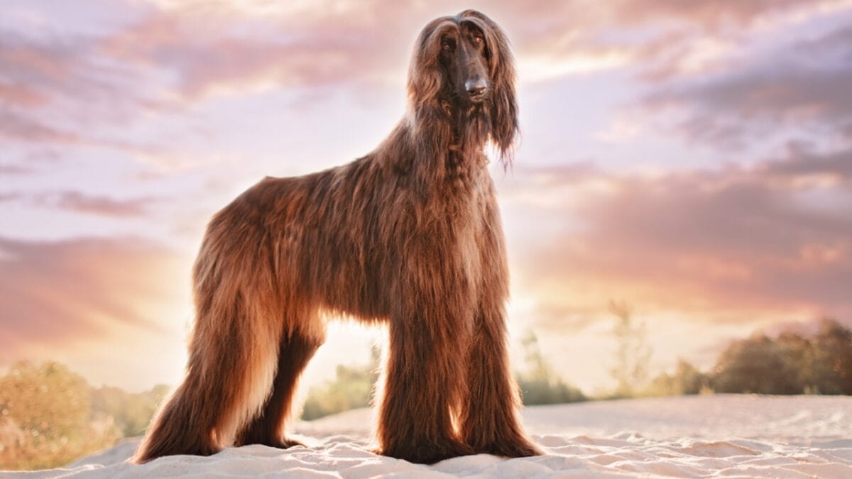 10 Things About Afghan Hounds You Probably Didn't Know 6 10 Things About Afghan Hounds You Probably Didn't Know - afghan hound on sand dog dp141168386