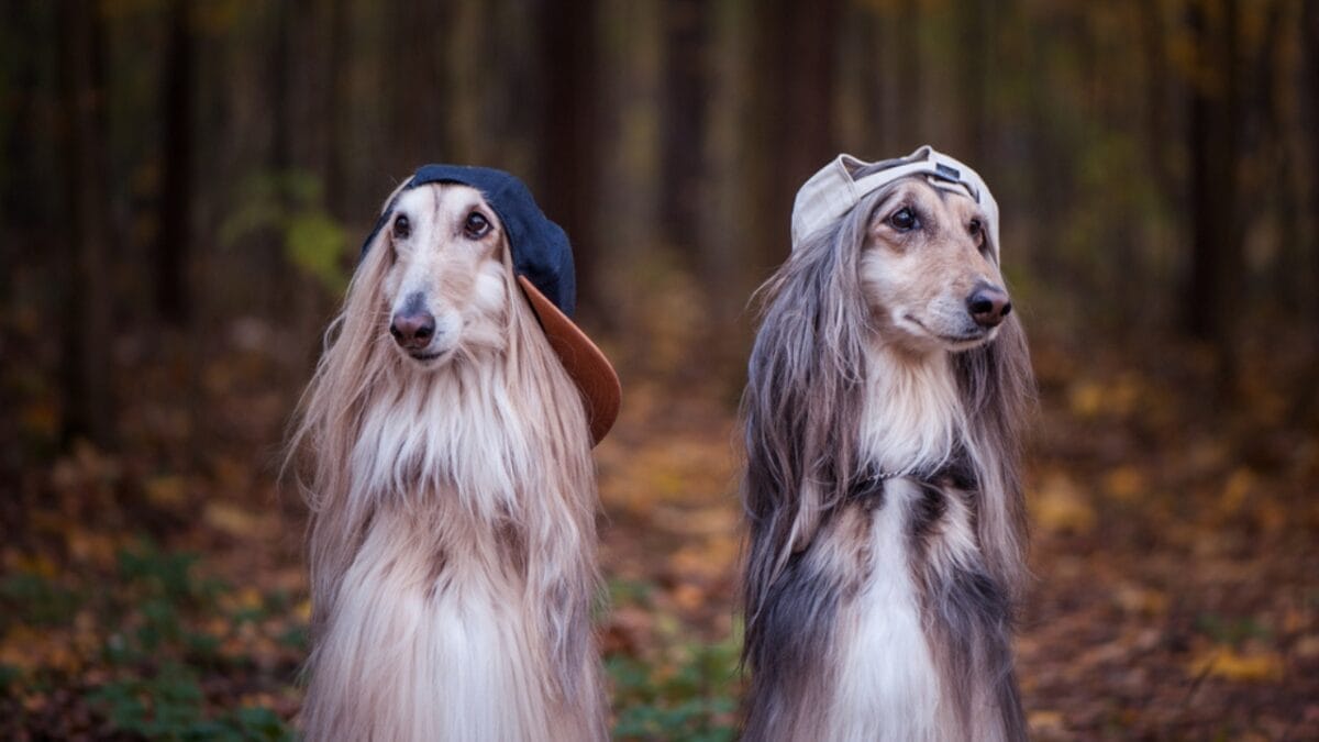 10 Things About Afghan Hounds You Probably Didn't Know 9 10 Things About Afghan Hounds You Probably Didn't Know - afghan hound wearing cap dog dp246967292