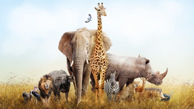 'Super Predator': The Animal in Africa That Even Lions Fear - africa animals ss727249072
