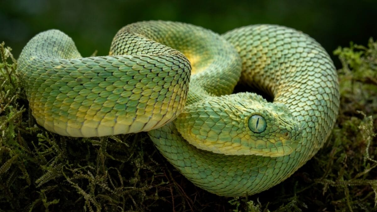 10 Weird Snakes That Make You Question What’s Possible in Nature - african bush viper ss2343643041