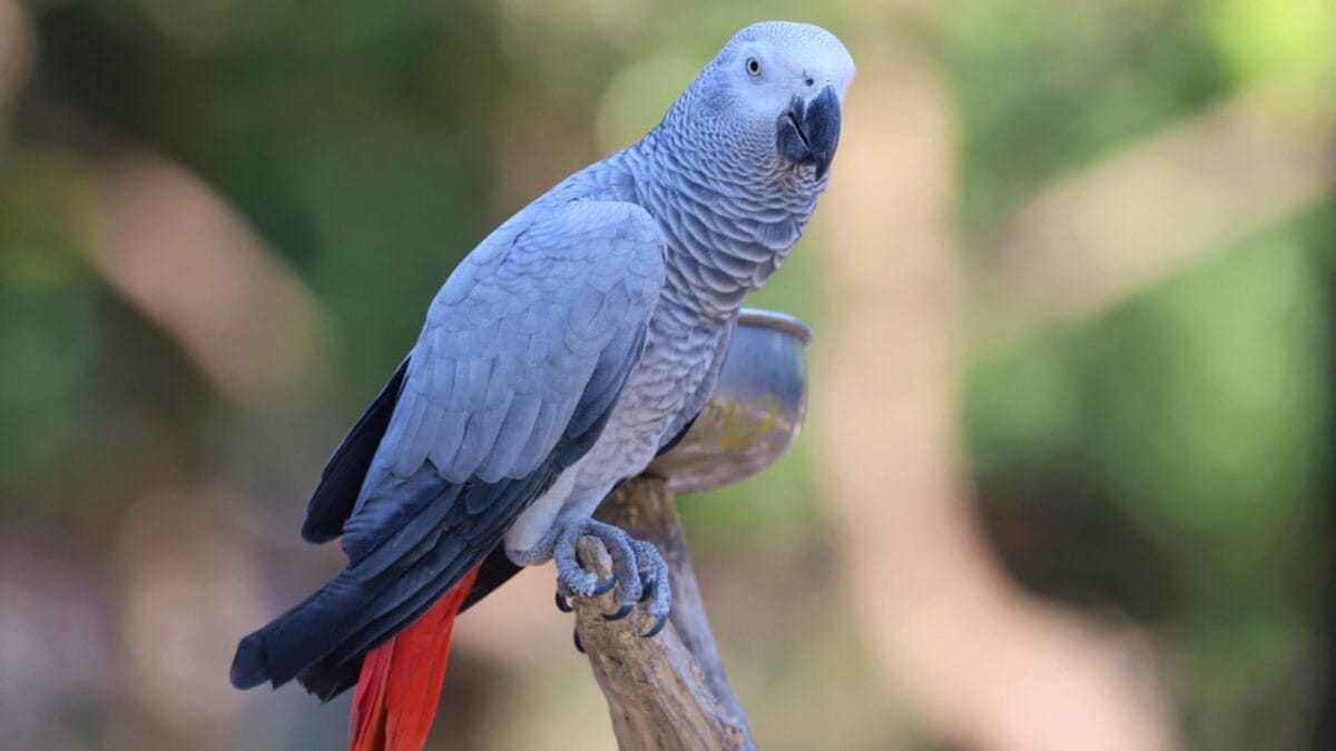 12 Stunning Gray Birds from Around the World 2 12 Stunning Gray Birds from Around the World - african gray parrot ss1841561830 1