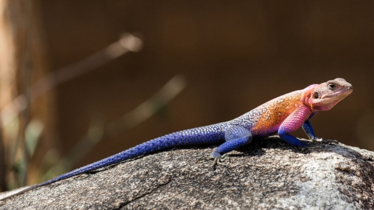 12 Creatures So Colorful They Look Like Living Rainbows 9 12 Creatures So Colorful They Look Like Living Rainbows - agama ss1588172941