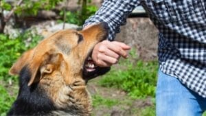 Study Challenges Fear of 10 'Aggressive' Dog Breeds" 1 Study Challenges Fear of 10 'Aggressive' Dog Breeds" - aggressive dogs ss2213588195