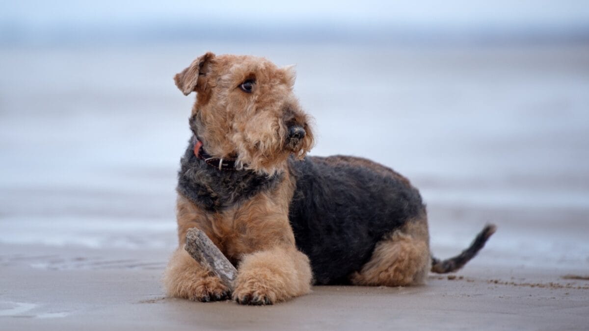 23 Dog Breeds That Could Be Lifesavers in a Zombie Apocalypse - airedale terrier dog beach dp355162770