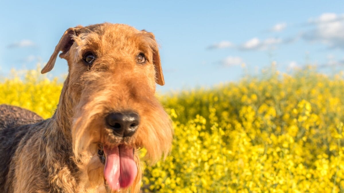 11 Little-Known Facts About the Airedale Terrier 6 11 Little-Known Facts About the Airedale Terrier - airedale terrier dog closeup dp200500528