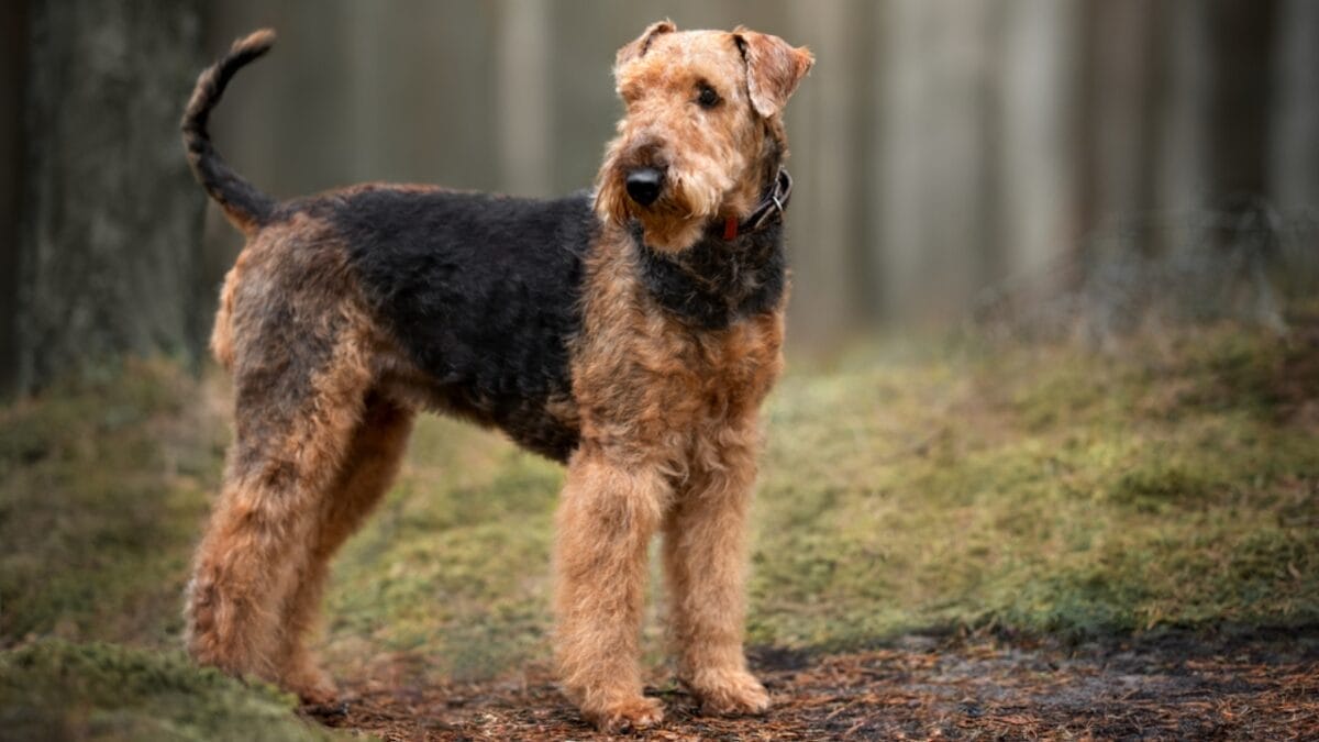 15 Breeds with a Taste for Freedom: Dogs That Love to Escape 10 15 Breeds with a Taste for Freedom: Dogs That Love to Escape - airedale terrier dog in forest dp354298356