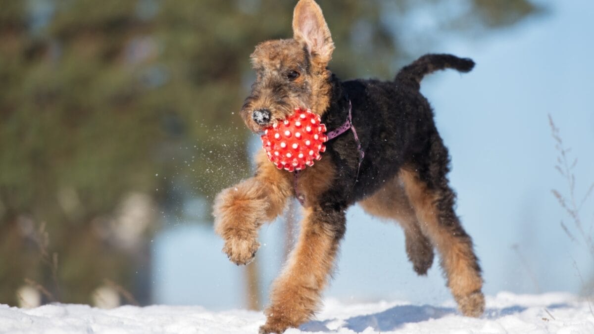 11 Little-Known Facts About the Airedale Terrier 7 11 Little-Known Facts About the Airedale Terrier - airedale terrier dog playing dp320879140