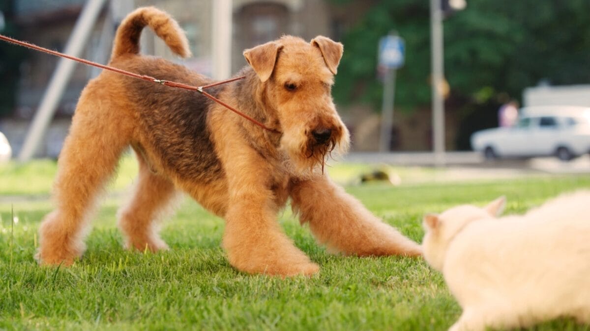 11 Little-Known Facts About the Airedale Terrier 2 11 Little-Known Facts About the Airedale Terrier - airedale terrier dog playing with cat dp7277089