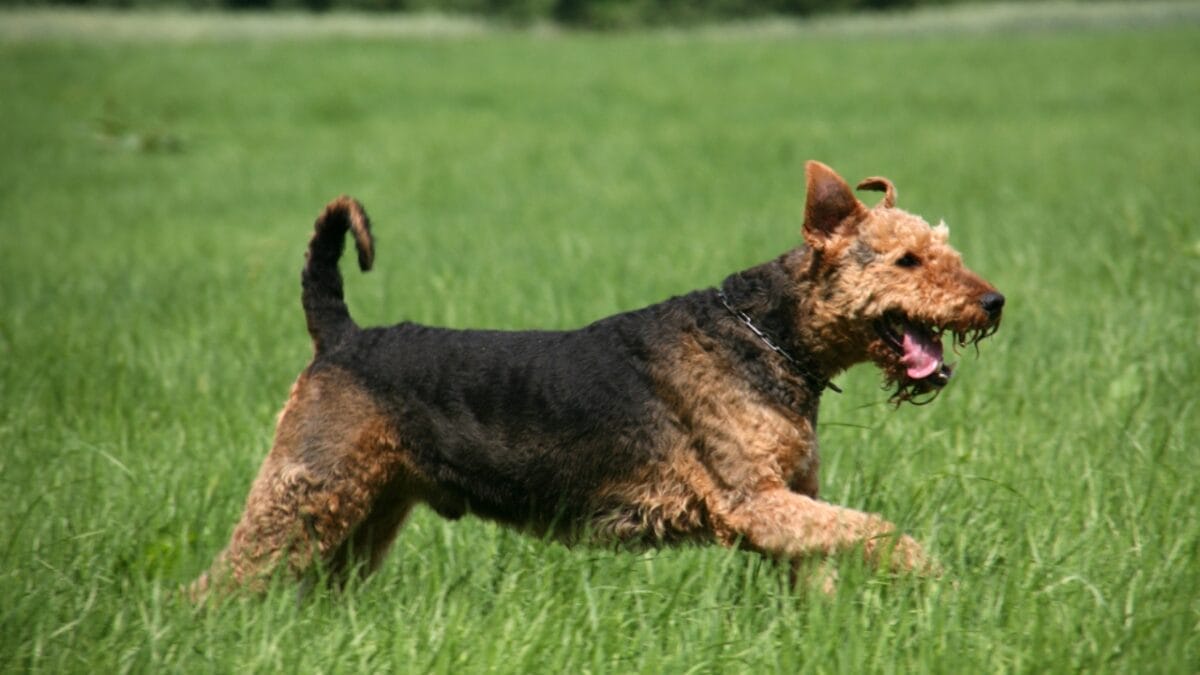 11 Little-Known Facts About the Airedale Terrier 3 11 Little-Known Facts About the Airedale Terrier - airedale terrier dog running dp7277089