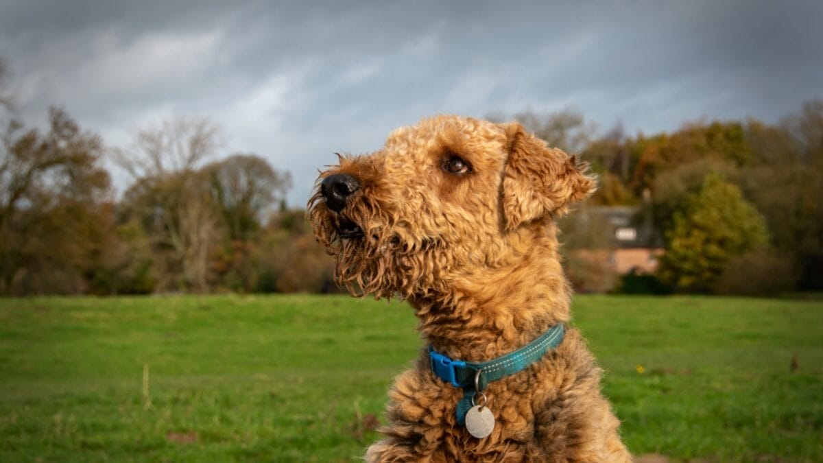 11 Little-Known Facts About the Airedale Terrier 4 11 Little-Known Facts About the Airedale Terrier - airedale terrier dog side dp687955342