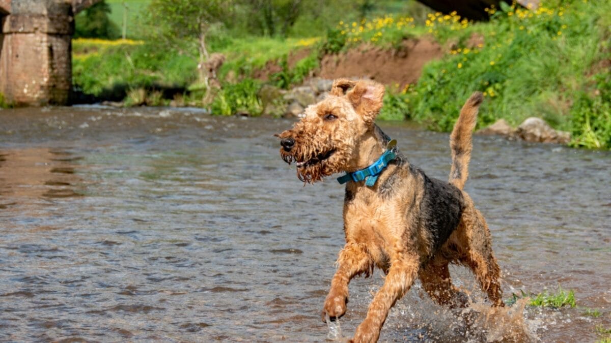 11 Little-Known Facts About the Airedale Terrier 5 11 Little-Known Facts About the Airedale Terrier - airedale terrier dog swimming dp681018150