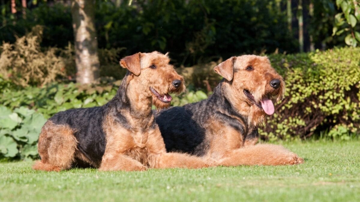 11 Little-Known Facts About the Airedale Terrier 10 11 Little-Known Facts About the Airedale Terrier - airedale terrier two dogs dp239583188
