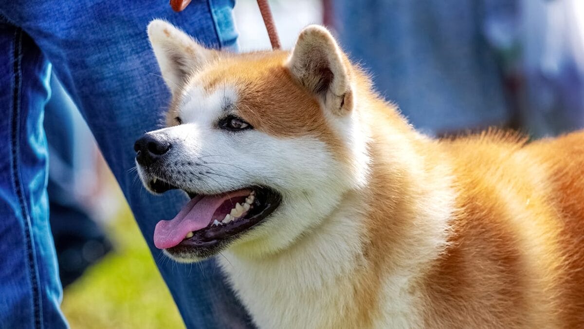 Barking Through Time: 8 Oldest Dog Breeds & Their Origins 3 Barking Through Time: 8 Oldest Dog Breeds & Their Origins - akita dog ss2091626239