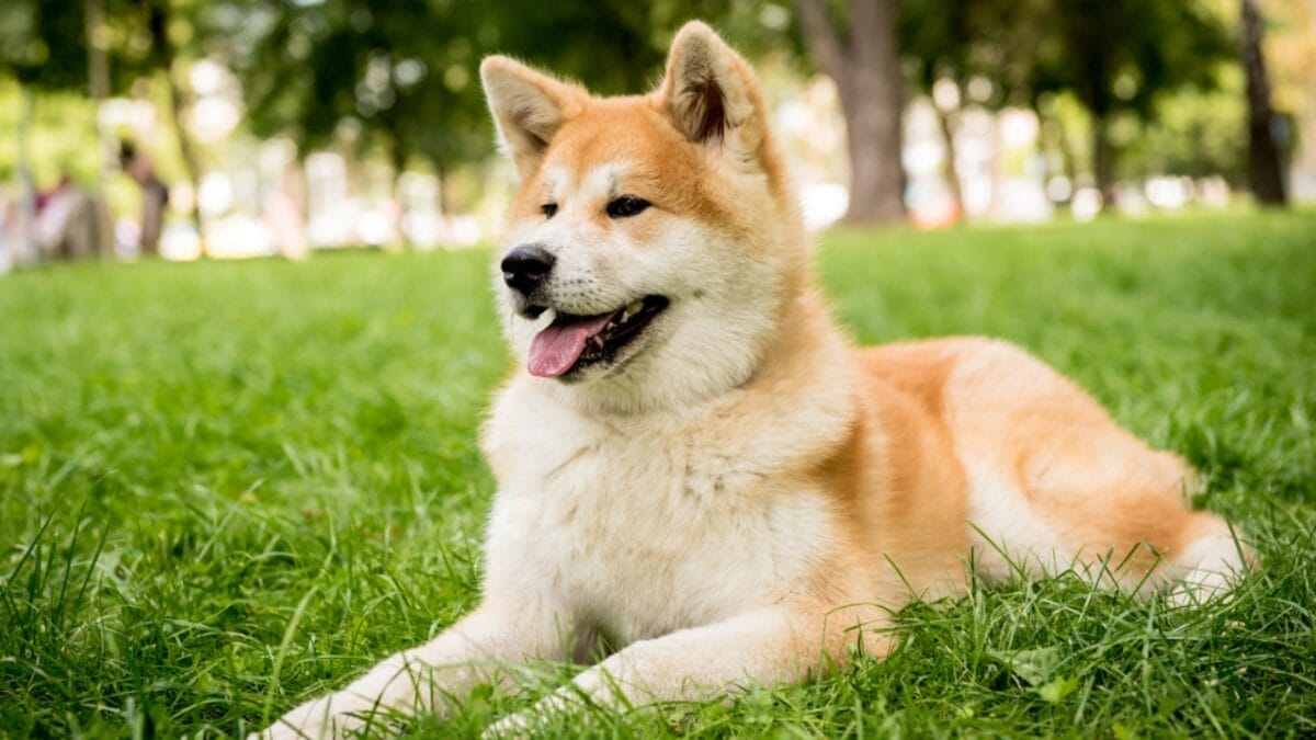 25 Dogs Who Handle Time Alone Like Pros 16 25 Dogs Who Handle Time Alone Like Pros - akita dog in park dp405789366