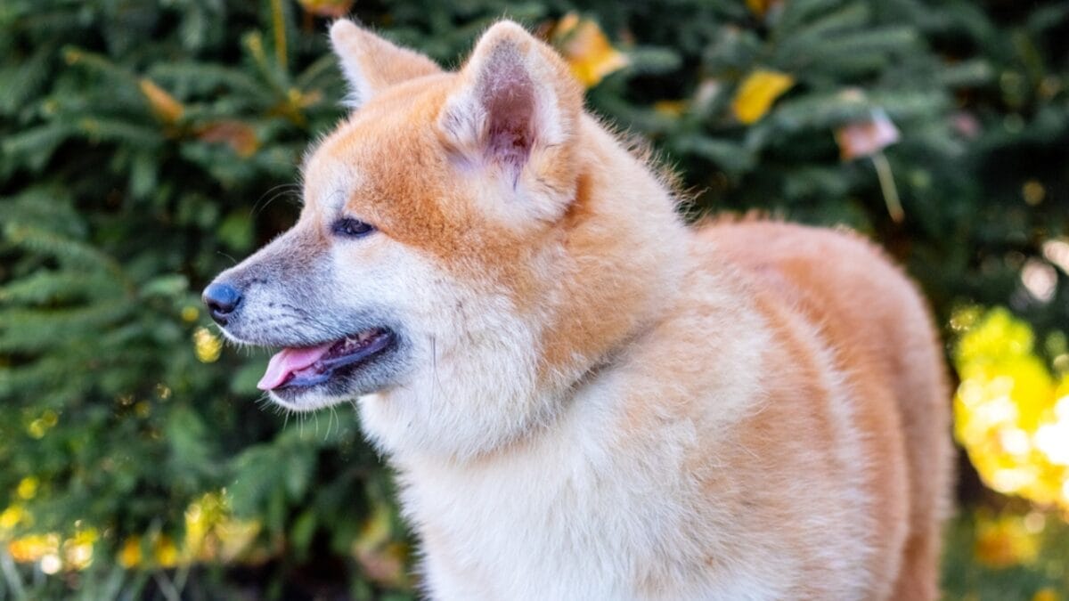 12 Little-Known Facts About Akita Dogs That Will Surprise You 5 12 Little-Known Facts About Akita Dogs That Will Surprise You - akita dog side dp659586184