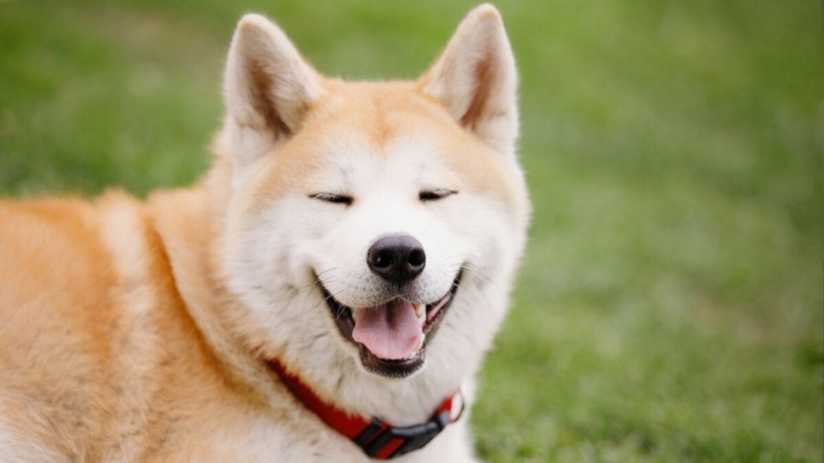 12 Little-Known Facts About Akita Dogs That Will Surprise You 11 12 Little-Known Facts About Akita Dogs That Will Surprise You - akita dog smiling dp385481220