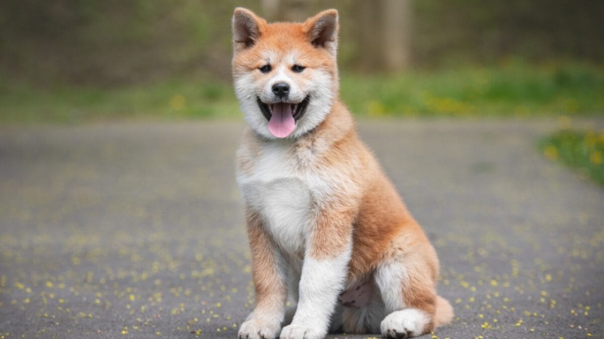 23 Dog Breeds That Could Be Lifesavers in a Zombie Apocalypse - akita dog standing dp690040368
