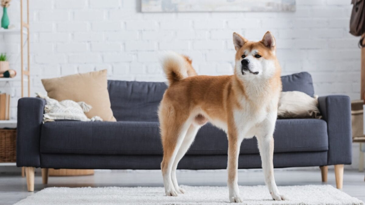 12 Little-Known Facts About Akita Dogs That Will Surprise You 7 12 Little-Known Facts About Akita Dogs That Will Surprise You - akita dog standing living room dp552479036