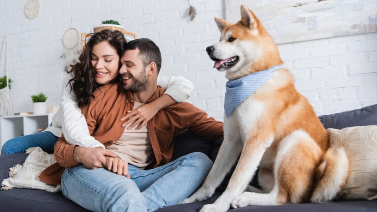 12 Little-Known Facts About Akita Dogs That Will Surprise You 6 12 Little-Known Facts About Akita Dogs That Will Surprise You - akita dog watching humans hugging dp552478430