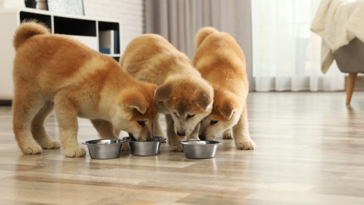 5 Reasons Your Dog Might Be Eating Grass—and When to Worry 10 5 Reasons Your Dog Might Be Eating Grass—and When to Worry - akita dogs eating dp267001618