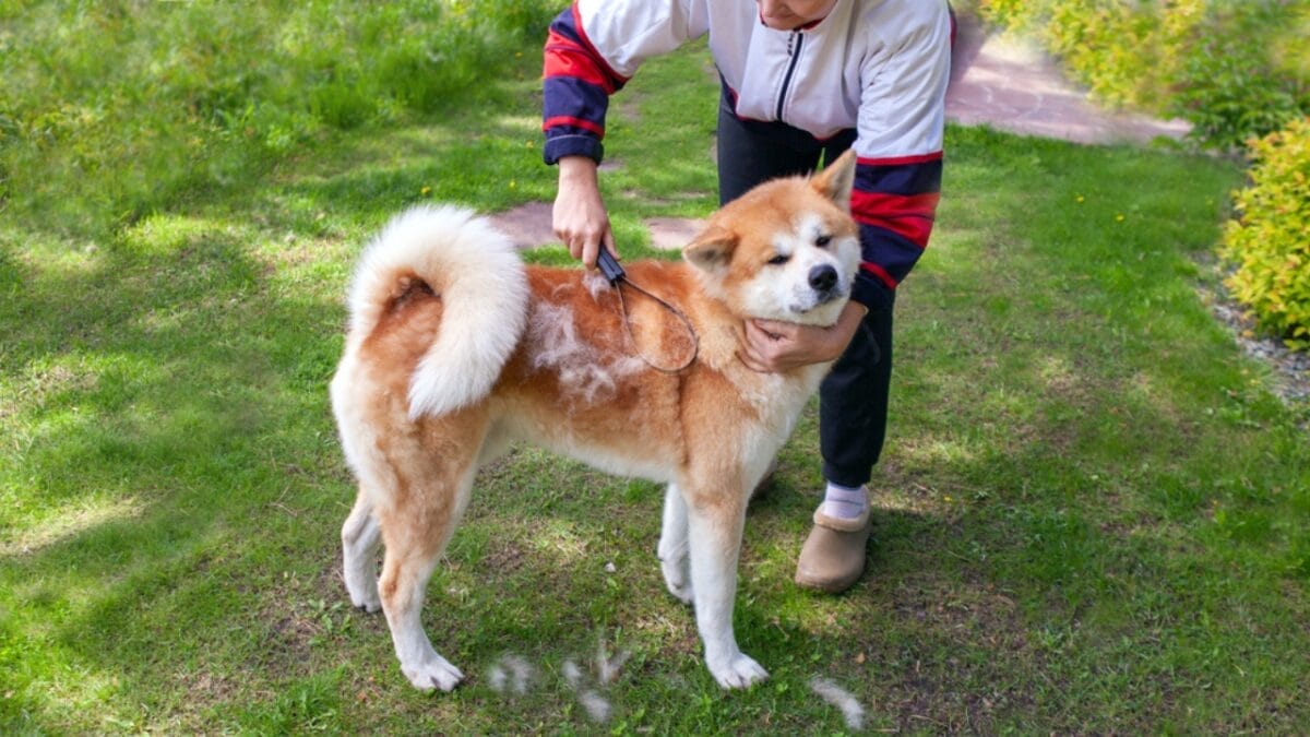 Study Challenges Fear of 10 'Aggressive' Dog Breeds" 7 Study Challenges Fear of 10 'Aggressive' Dog Breeds" - akita ss1845121090