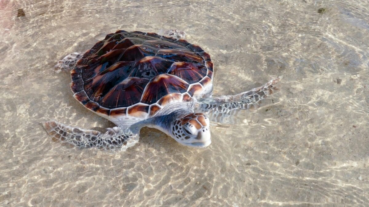 15 Banned Foods and Why They’re off the Menu in the U.S. 10 15 Banned Foods and Why They’re off the Menu in the U.S. - alabama sea turtle dp105931880