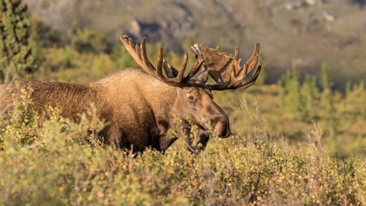 11 U.S. States with the Most Moose Roaming Free 3 11 U.S. States with the Most Moose Roaming Free - alaska moose dp133725544