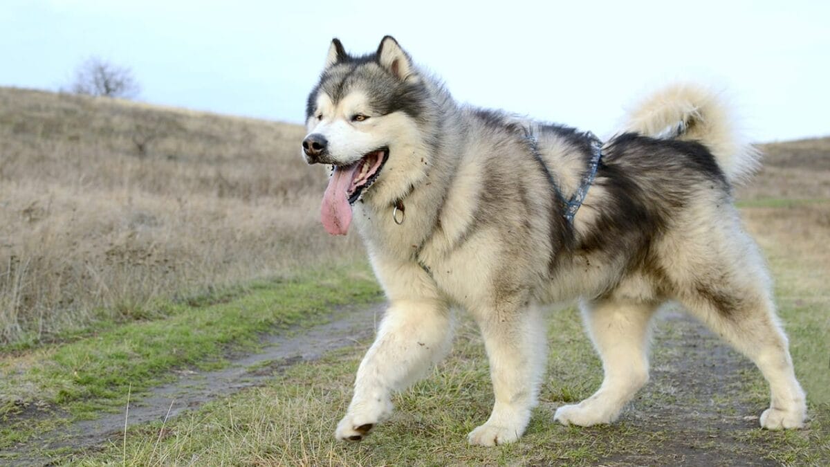 10 Worst Dog Breeds for Kids 6 10 Worst Dog Breeds for Kids - alaskan malamute dog ss375206881