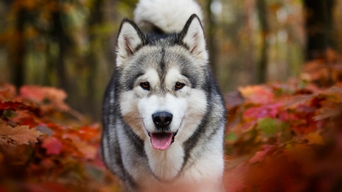 18 Breeds That Love to Take Over Your Bed Every Night - alaskan malamute dog autumn leaves dp223100246