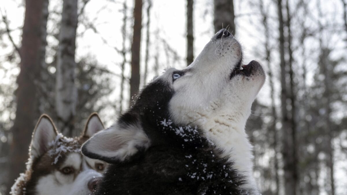 Golden Retriever Charlie's World Record-Breaking Bark & 15 Loudest Barking Breeds - alaskan malamute dog howl dp251974248