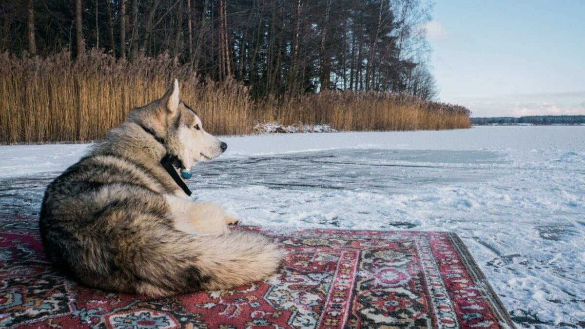 10 Little-Known Facts About Alaskan Malamutes 11 10 Little-Known Facts About Alaskan Malamutes - alaskan malamute dog on carpet dp170899998