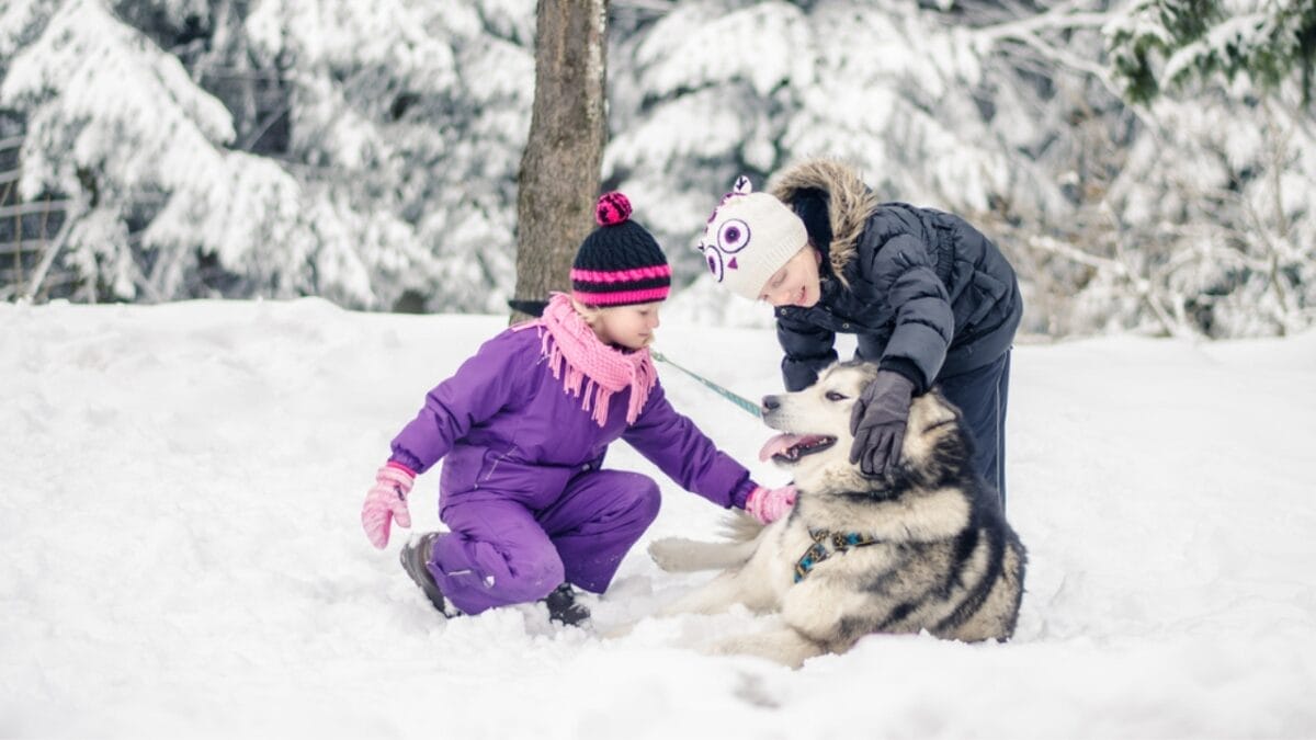 10 Little-Known Facts About Alaskan Malamutes 5 10 Little-Known Facts About Alaskan Malamutes - alaskan malamute dog playing children dp171947378