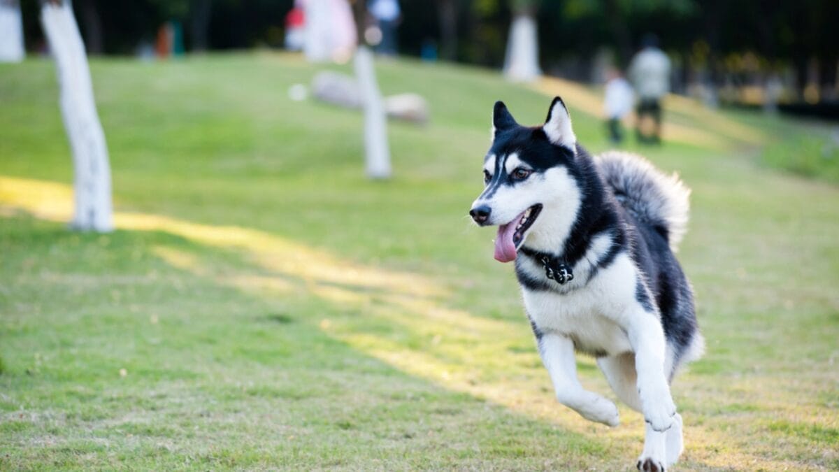 10 Little-Known Facts About Alaskan Malamutes 7 10 Little-Known Facts About Alaskan Malamutes - alaskan malamute dog running dp8487852