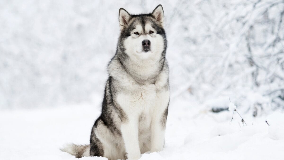 23 Dog Breeds That Could Be Lifesavers in a Zombie Apocalypse - alaskan malamute dog sitting snow dp232249140