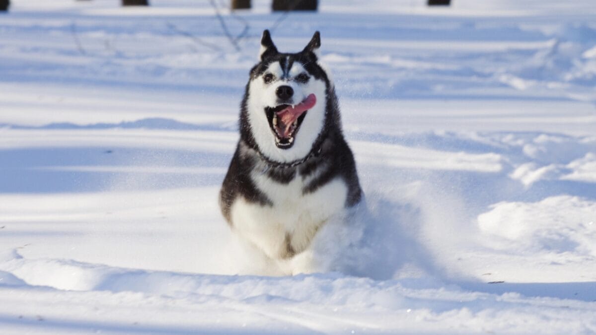 10 Little-Known Facts About Alaskan Malamutes 9 10 Little-Known Facts About Alaskan Malamutes - alaskan malamute dog snow dp2291194