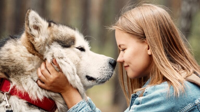 10 Little-Known Facts About Alaskan Malamutes 2 10 Little-Known Facts About Alaskan Malamutes - alaskan malamute dog with child dp312571068