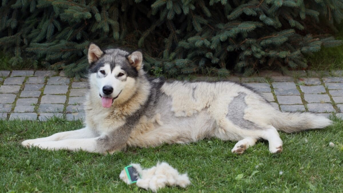 11 Dogs That Shed the Worst 7 11 Dogs That Shed the Worst - alaskan ss1075690445