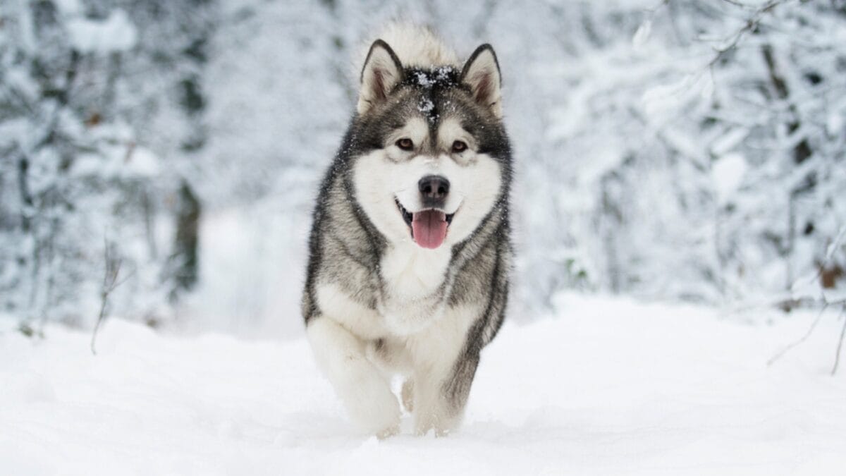 15 Dog Breeds That Sound Great...Until Owners Experience the Reality 15 15 Dog Breeds That Sound Great...Until Owners Experience the Reality - alaskan ss1264716982