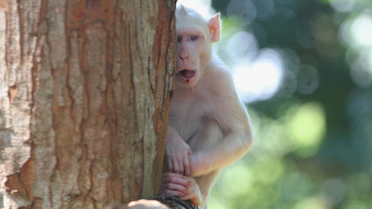 The Ghostly Allure of Albino Monkeys: Nature's Rare & Enchanting Anomalies 2 The Ghostly Allure of Albino Monkeys: Nature's Rare & Enchanting Anomalies - albino monkey ss1257768799