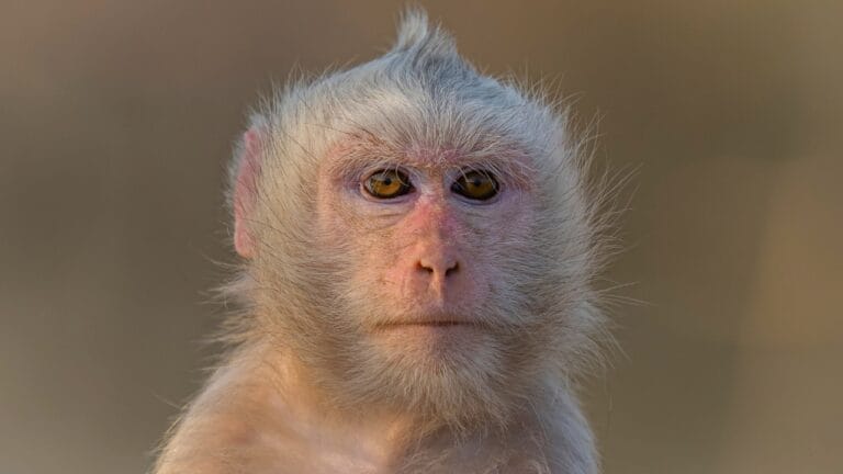 The Ghostly Allure of Albino Monkeys: Nature's Rare & Enchanting Anomalies 4 The Ghostly Allure of Albino Monkeys: Nature's Rare & Enchanting Anomalies - albino monkey ss2350008567
