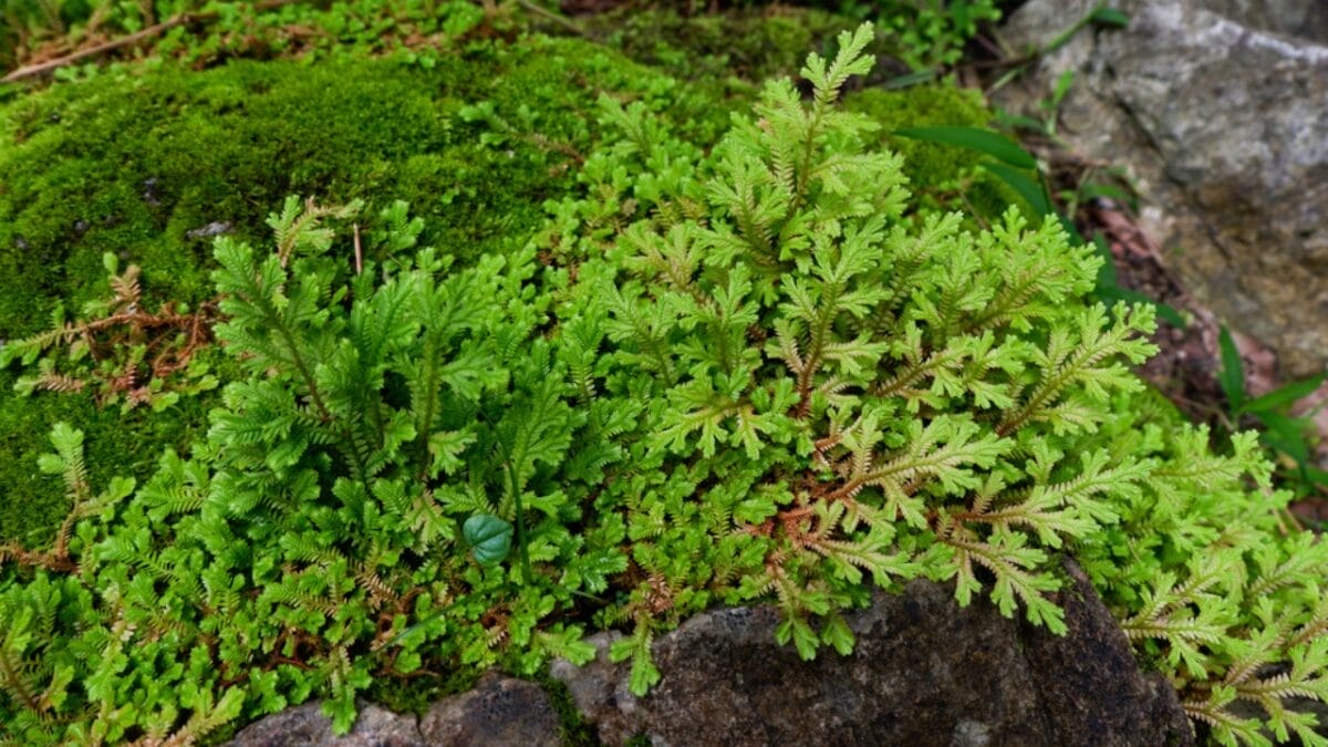11 Unexpected Ways Vinegar Can Be Beneficial To Your Garden - algae moss dp203775148