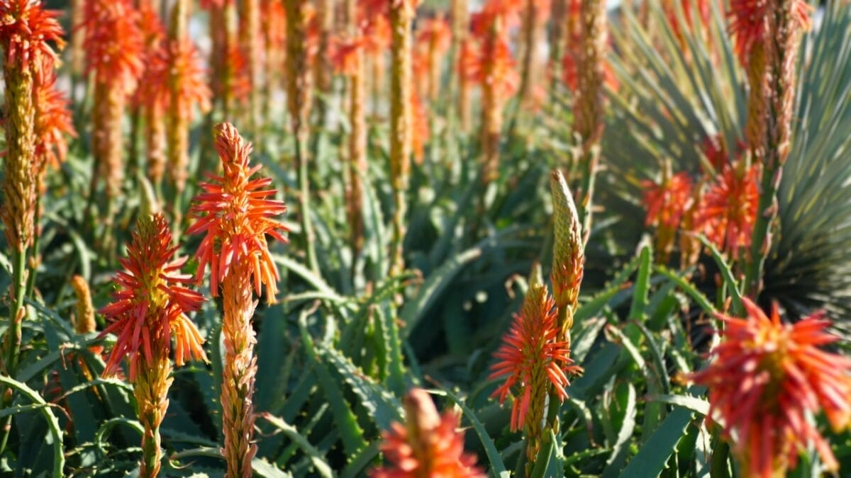 Tiny Birds, Big Impact: 7 Succulents That Attract Hummingbirds 3 Tiny Birds, Big Impact: 7 Succulents That Attract Hummingbirds - alove vera orange flowers ss2070888809