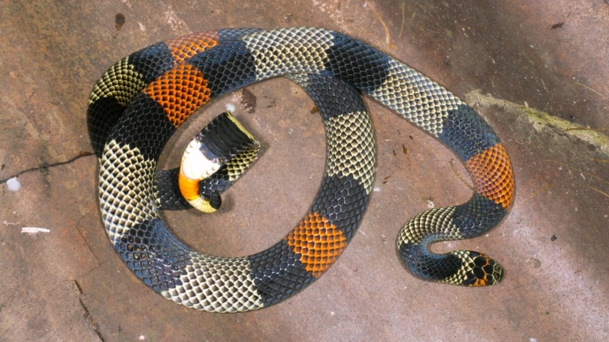 20 of the Most Colorful Snakes You'll Ever See 13 20 of the Most Colorful Snakes You'll Ever See - amazonian coral snake ss137281181