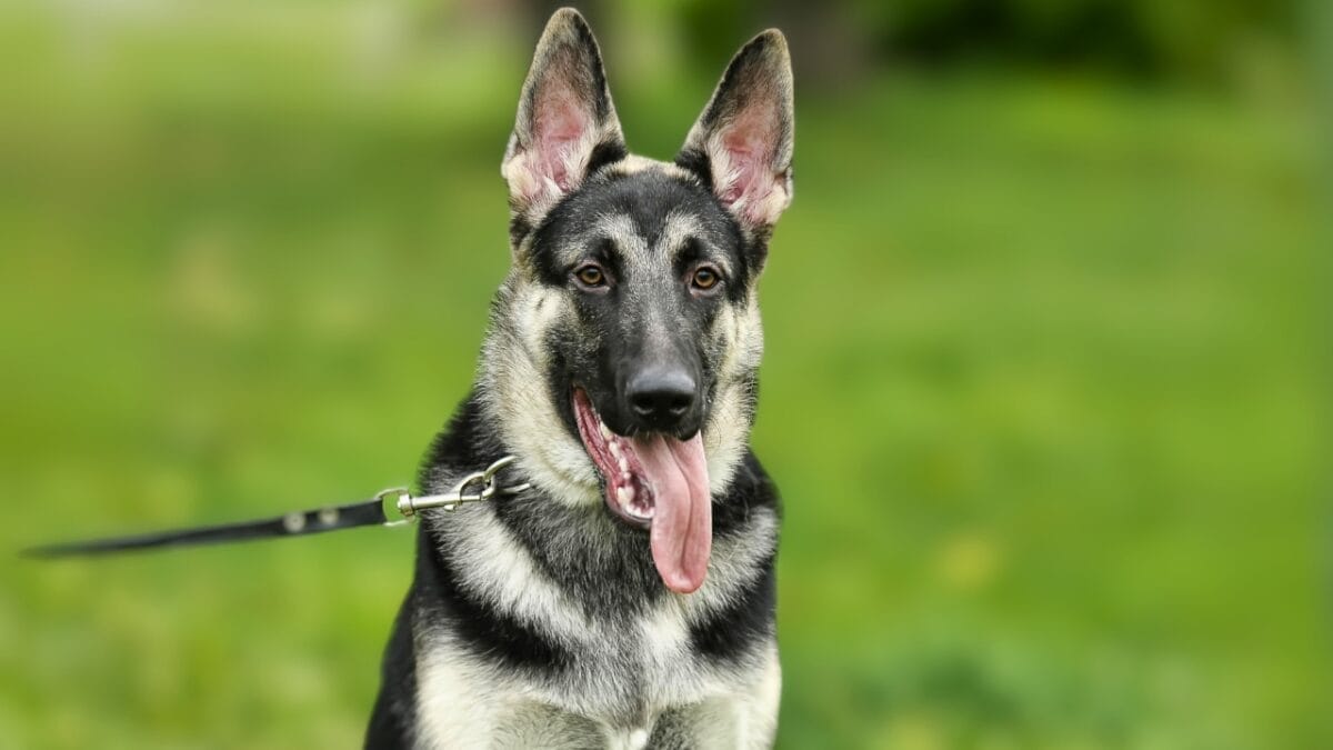 13 Wolf Dog Breeds Known for Their Wild Beauty 12 13 Wolf Dog Breeds Known for Their Wild Beauty - american alsatian ss652235833