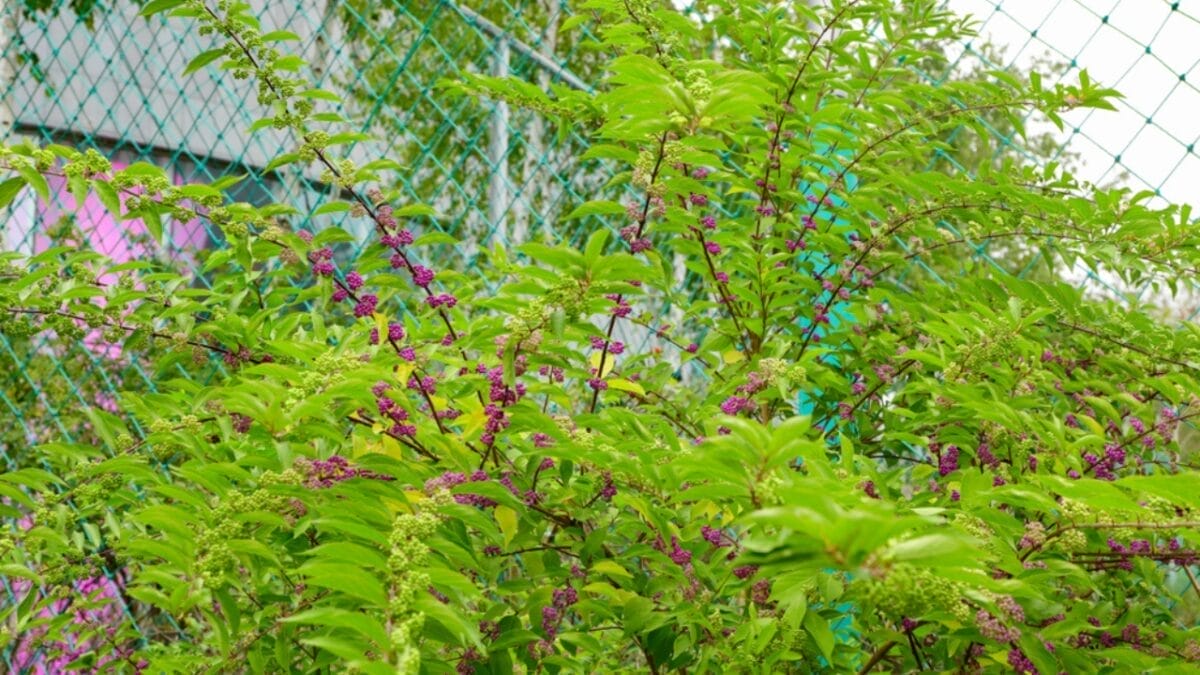 23 Flowering Plants & Herbs That Offer Food for Birds 19 23 Flowering Plants & Herbs That Offer Food for Birds - american beautyberry tree ss1409249690