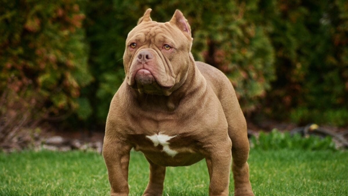 15 American Dog Breeds Born & Bred in the USA: The Underdogs - american bulldog ss2092184233
