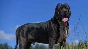 11 Facts About XL Bully Dogs That Potential Owners Should Know 1 11 Facts About XL Bully Dogs That Potential Owners Should Know - american bully ss2372819847