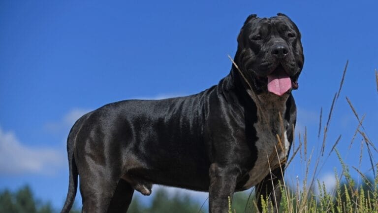 11 Facts About XL Bully Dogs That Potential Owners Should Know 9 11 Facts About XL Bully Dogs That Potential Owners Should Know - american bully ss2372819847