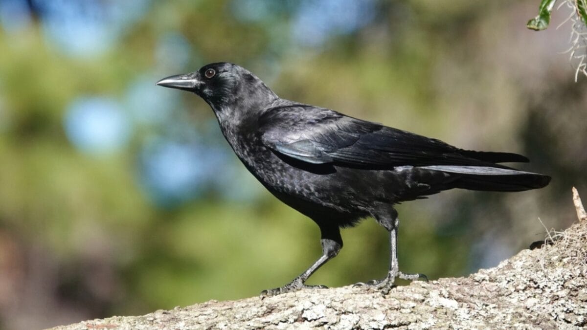 10 Common Birds You See in Your Yard & What They Symbolize - american crow ss2411907101