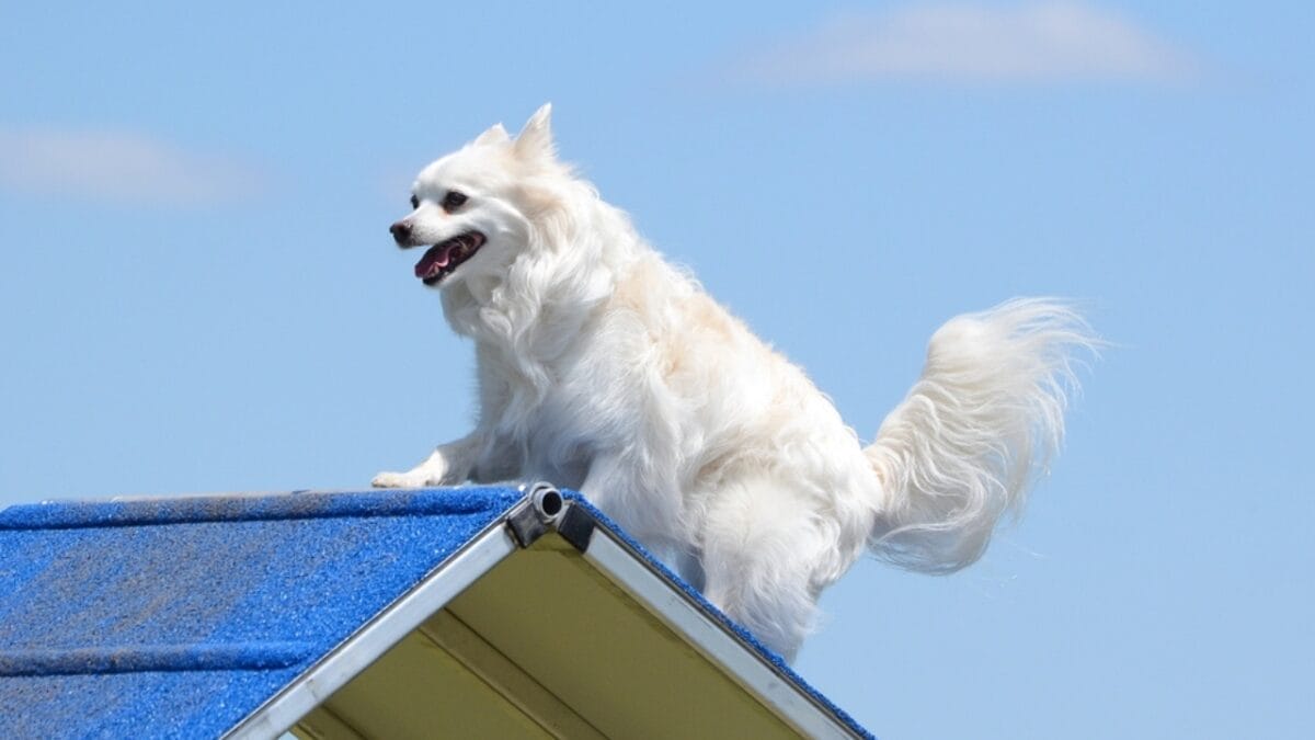 10 Facts About American Eskimo Dogs That Surprise People 10 10 Facts About American Eskimo Dogs That Surprise People - american eskimo agility dp108557482